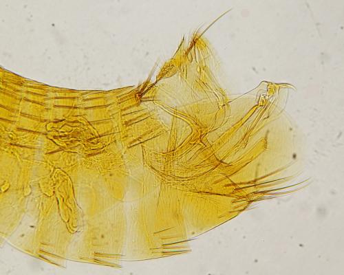 Réf. 180 362 : Ctenophthalmus baeticus arvernus